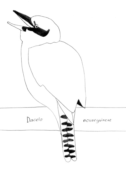 Dacelo novaeguineae
