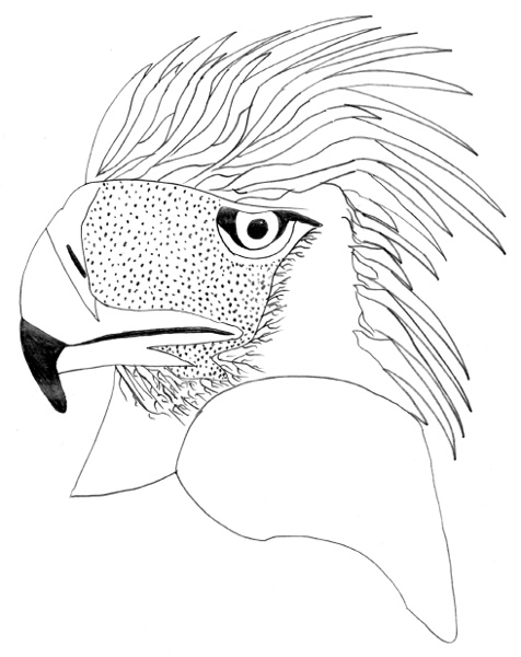 Pithecophaga jefferyi